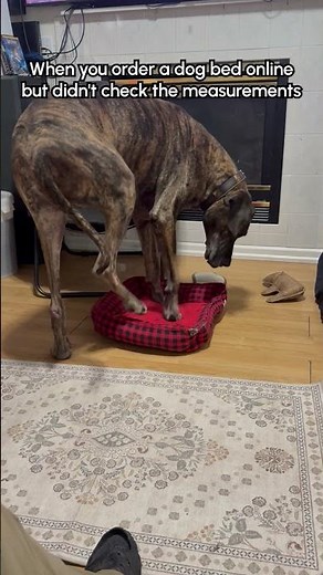 Giant Dog Tries To Sit In TINY Bed
