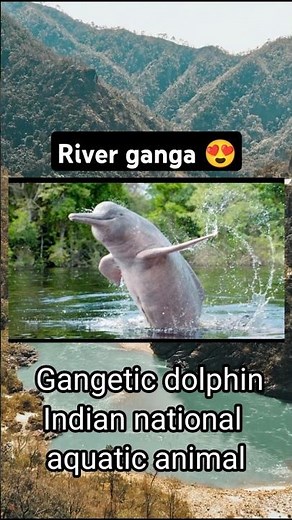 Gangetic Dolphin: The Blind Hunter of Ganga | National Aquatic Animal of India #GangeticDolphin