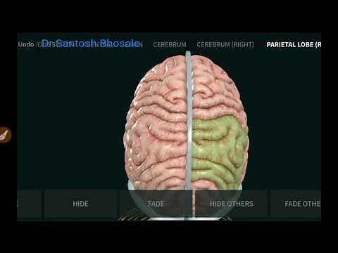 Anatomy of Dural folds--Falx cerebri, Falx cerebelli, Tentorium cerebelli & Diaphragma selli