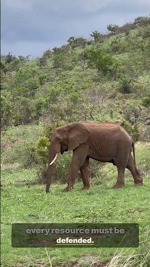 Racing to Save the African Elephant | Endangered Wildlife Documentary 4K