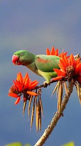 3.5K reactions · 178 shares | Alexandrine parakeet enjoying coral flowers....... . . . #arijitmahata #bbcwildlifepotd #birdphotography #naturelovers #birdwatching #birdlife #burung #wildlife #WildlifeConservation #birds #birdsofinstagram #wildlifephotography #reelsfbシ #videos #parakeet #parrot #natgeowild #natgeowildlife #bbcwildlife #bbcearth @highlight #birdslover | Arijit Mahata | Facebook