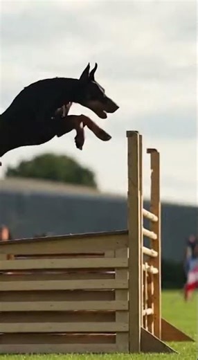 DOBERDANE: 🏎️📏 The fastest dog in the world? The perfect blend of height and speed