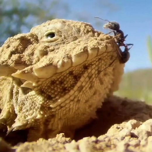 Lizard Camouflag and Hunting Skills in Action