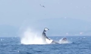 Killer whale ATTACK: Shock moment Orca flips seal 80 FEET into air