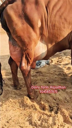 dairy farm Rajasthan Mo.n 9145857671