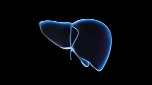 3D Animation of Human Liver Organ