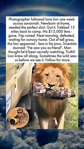 The Lion Who Returned What Mattered