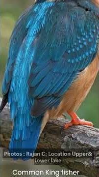 Kingfisher