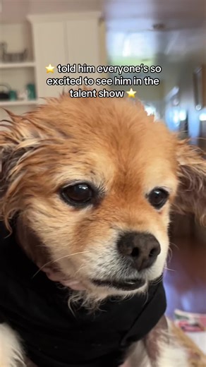 Excitement Builds for the Dog Talent Show