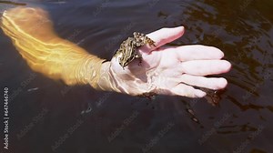 Close up, Bathing Child in a River Holding a Caught Green Spotted Frog in Hand. Child playing with a frog underwater. Bright sunshine. Summer day. Rest. Holidays. Outdoor recreation. Wildlife.
