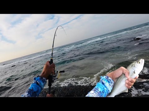 SHAD on the low tide! Spinning for shad. Fishing South Coast. Durban. KZN