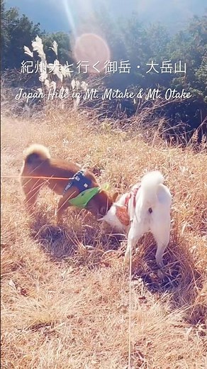 ⛰️🐕紀州犬と行く御岳・大岳山|⛰️🐕Hike in Tokyo🗼Mt. Mitake & Mt. Otake