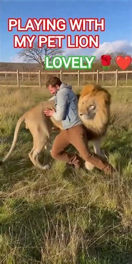Pet Lion Hugs Owner… They Both Tumble Down 🦁#shorts