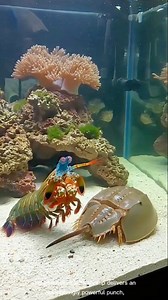 The peacock mantis shrimp delivers an astonishingly powerful punch, often compared to the force of a .22 caliber bullet. This rapid strike is capable of shattering the shells of its prey. #foryoupage #animalworld #wildanimals #pet #mantis #exoticpet | REEF TANK Paradise