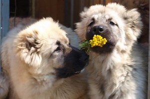 How Much is a Caucasian Shepherd (All Prices, USA)