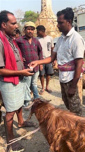 New mini block video Bakri farm #goat #13million #bakrifarm #1million #puli #bitfury #bitblockboom ￼