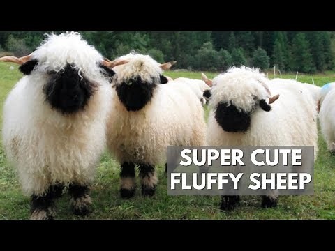 The Valais Blacknose Sheep | Fluffiest Animal Ever