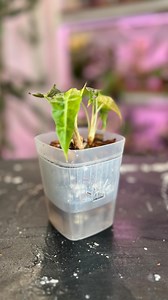 Alocasia Polly aurea from @jaxs_jungle and a clear @nakedrootplanters are the perfect funky match you didn’t know you needed! Did you see that clear planter?? Naked root planters are bottom watering pots, not self watering, they will have a dry cycle in between adding the water. These planters are breathable and that helps to bring oxygen to the roots. in my experience, both Calathea and Alocasia like to be watered, like their humidity, but don’t want to be waterlogged. And so many people have i