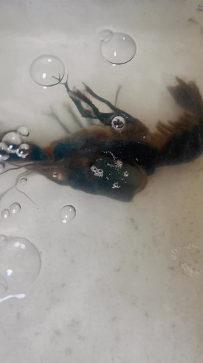 CRAYFISH PROCESS OF MOLTING🦞🦞🦞 #fyp #fyp #everyone #viral | GIANT CrayFish