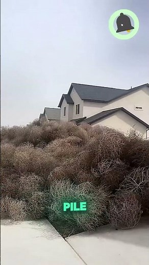 Why Tumbleweed Became America’s Worst Plant 🌪️#short