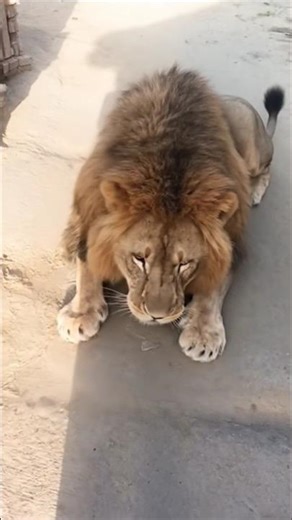 #👹😱hen and lion#👹 #funny #cartoon 💪🙏😉