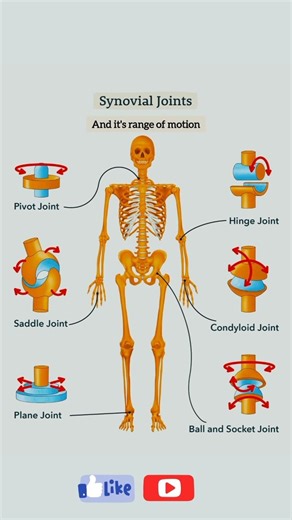 synovial joints l range of motion l common injury patterns #views#shorts#ytshorts#funny#comedy#viral