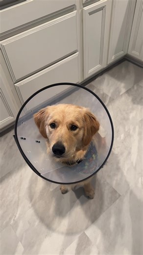 Goose McDuck ✨ (@mr.goose.the.moose)’s videos with original sound - OldCountryAndWestern