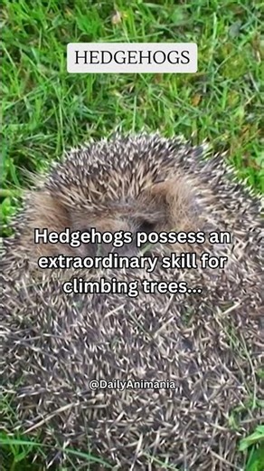 Hedgehogs possess an extraordinary skill for climbing trees #share #subscribe #shorts