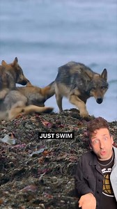 Creature of the day: The Coastal Sea Wolf 🐺🐺 The Vancouver Coastal sea wolf, also known as the Vancouver Island wolf, coastal wolf or sea wolf is a subspecies of gray wolf, endemic to the coast of the Pacific Northwest. They are a unique subspecies of wolf due to their semi-aquatic lifestyle, which includes a diet that is almost entirely marine-based. (Wikipedia) 🎥👇🏽 @officialodddanny IG | Angry Trini