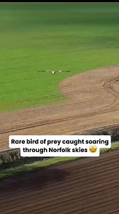 445K views · 4.9K reactions | "Soaring alongside them is pure bliss"  A nature-obsessed photographer has shared footage of an incredible encounter with a red kite bird in Norfolk. Full story: https://trib.al/T3IPaWN | EDP 24 | Facebook
