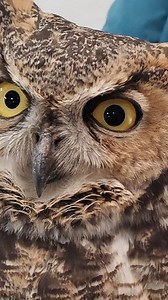 45 reactions · 4 comments | GREAT HORNED OWL RETURN: This Great...
