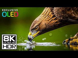 Hyper-Realistic Animals 8K HDR | OLED Demo | 30-Minute Relaxation @ 60fps