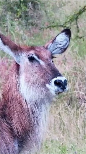 Up Close: Waterbuck Covered in Ticks