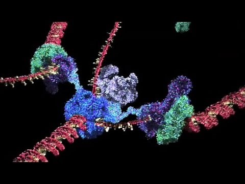 Quiescent cells brings to light the essential role of RNA interference