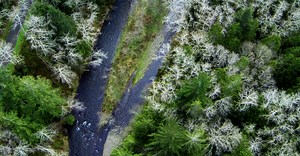 Seeing the Forest (2015) Full Documentary