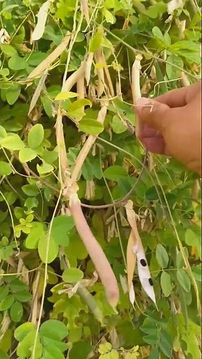 Gregor Mendel and Garden Pea Experiment – The Science of Seed Spread 🌱