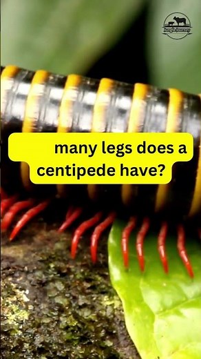 how many legs does a centipede have