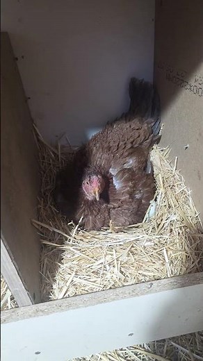 Brooding chicken coop 🐣
