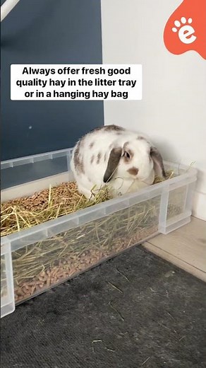 Rabbit Toilet Training