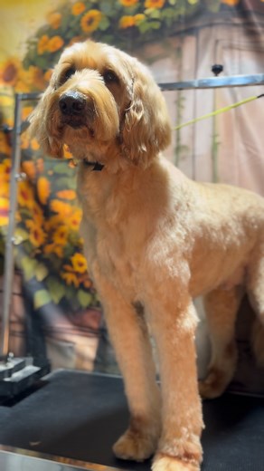 11 reactions | Rascal on for his clean up | Rachel Leatherwood | Facebook