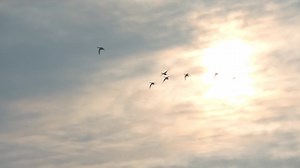 ZD Motor AC 1/3 Phase 220v/380v Induction Right Angle  Hollow Shaft 90W Gear Motor (5IK90GU-CF/5GU100RC)