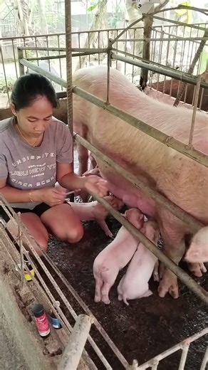 Unexpected Reactions! Mama Pig’s Heat Cycle Explained! #farmerslife #pigs #homestead