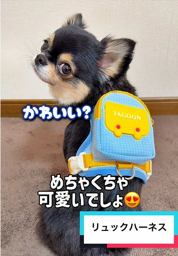 こまちゃんのリュック背負ったお散歩体験
