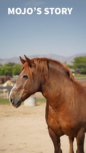 186 reactions · 11 shares | A Critically Endangered Draft Horse Finds...
