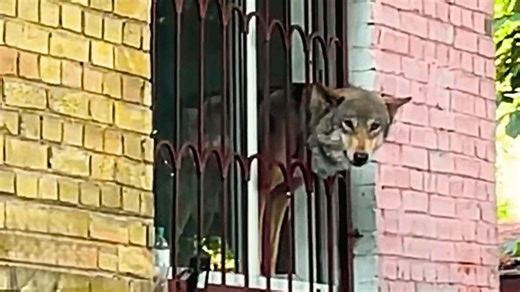 Wild wolf trapped in apartment for years finally feels grass under his paws