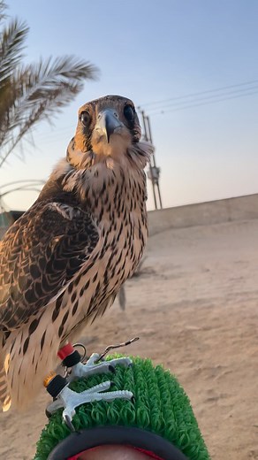 11K views · 283 reactions | Training the king of the sky — where speed meets precision 礪 #FalconTraining #FalconryLife #BirdOfPrey #Falconer #SkyHunter #WingsOfPower #Falcon #NatureLovers #RaptorTraining #MajesticFalcon #Wildlife #FlightMaster | Birds falconer | Facebook