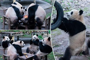Pandas sit and eat like humans in adorable video — but are they real or fake?