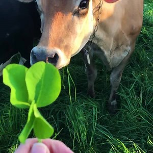Raising happy cows takes a lot of hard work, a great deal of care, and sometimes a little luck! 🍀💕🐮 | Organic Valley