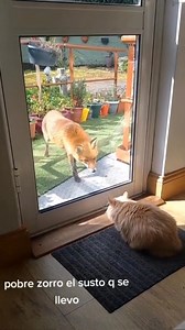 372K views · 5.8K reactions | Cat Guarding The House Credit: Unknown #cat #kittens #kitty #pets #trend #facebookreels #catsofinstagram #catlover #fun #funny #cat | Bussibo | Facebook