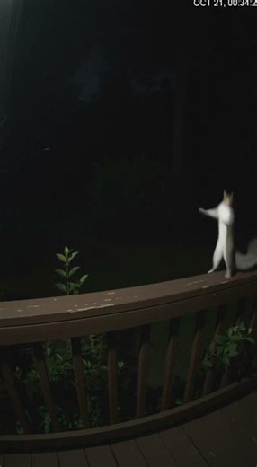 This Squirrel is NOT Behaving Normally...